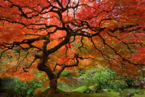 Plantzee Information On Japanese Maple