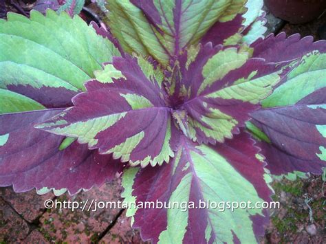 Creative coleus plant ideas in a pot coleus plant care. Jom Tanam Bunga: Hati-Hati Dengan Pokok Ati-Ati