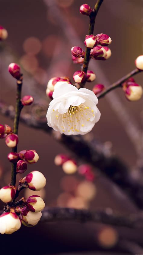 Apricot Flower Bud Spring Nature Twigs Tree Android Wallpaper Android