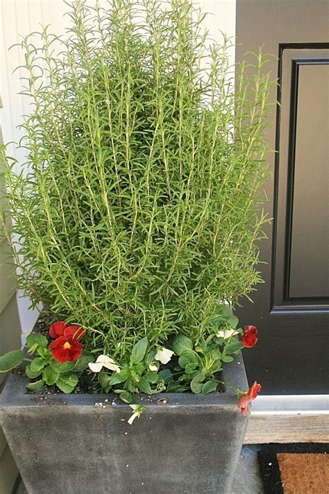 We did not find results for: Simple Garden | fall planting | Fall flower pots, Patio ...