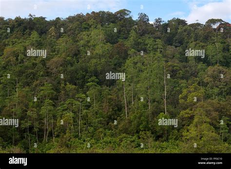 Sinharaja Forest Reserve Sinharaja Sri Lanka South Asia Stock Photo