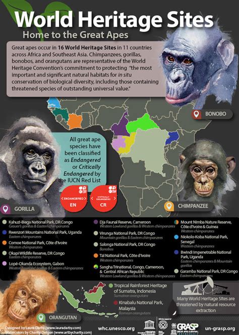 Great Apes Infographic Highlights World Heritage Importance Unesco