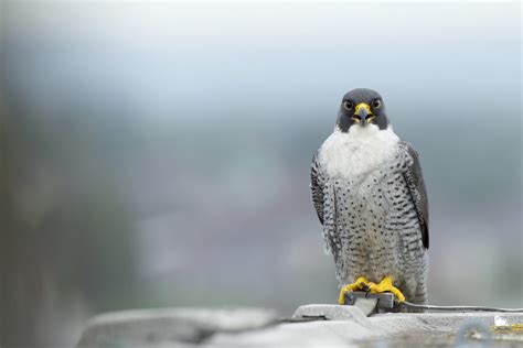 Peregrine Falcon - BirdLife Cyprus