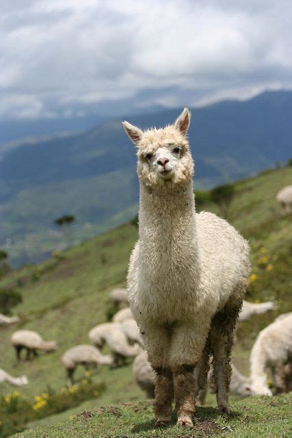 45 Best Llama Love Images In 2020 Llama Alpaca Animals