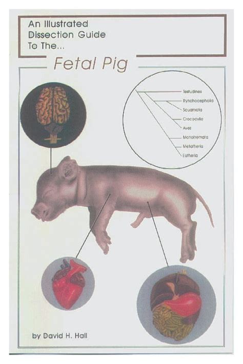 Dissection Guide To The Fetal Pig Dissection Guide To The Pigeducation