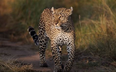 Leopard HD Wallpaper | Background Image | 2560x1600