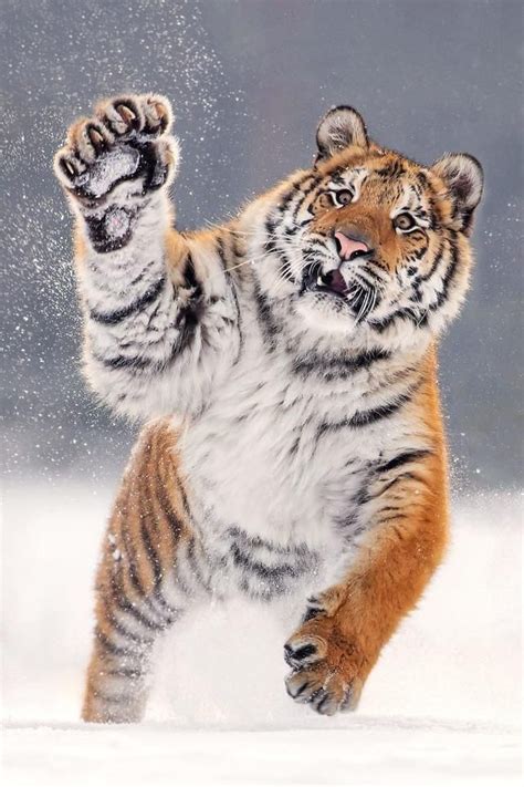 Awe Inspiring Images Of Tiger Playing In The Snow Tiger Pictures