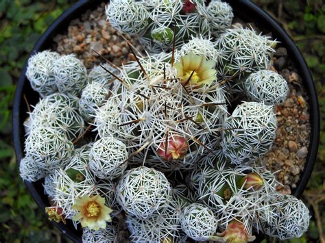 Los cactus los podemos encontrar en casi todas las partes del mundo, aunque los tenemos muy ligados al continente americano. MAMMILLARIA | Cactus y suculentas, Nombres de cactus ...