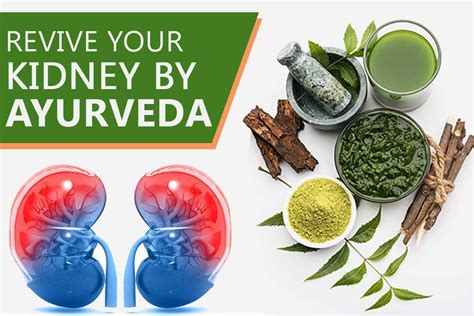 How Ayurveda Is Helpful In Reviving Your Kidney In 2020 Ayurveda