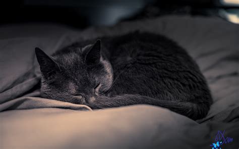 Download Wallpaper 3840x2400 Cat Pet Sleep Cute Fluffy 4k Ultra Hd