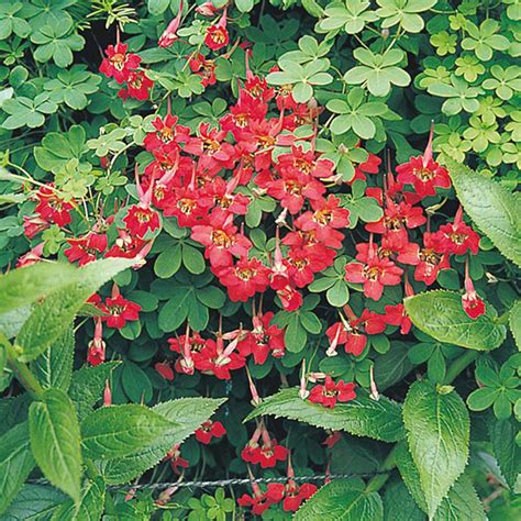 Advice propagating tropaeolum speciosum please? Tropaeolum speciosum - Beechmount Garden Centre