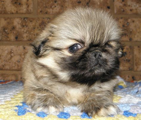 Searching for puppies for sale near you? FOR SALE: pekingese puppies