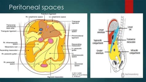 Anatomy Of Peritoneal Spaces