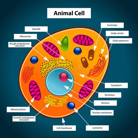 Is nucleolus a plant or animal cell. Animal Cell stock vector. Illustration of nucleolus ...