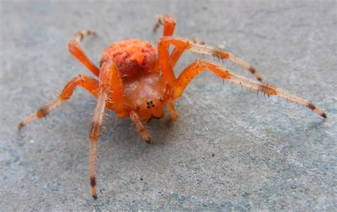 Pumpkin Spider Whats That Bug