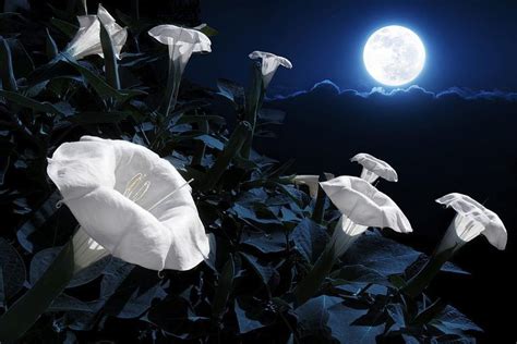 How To Plant A Magical Moon Garden Night Blooming Flowers Witch