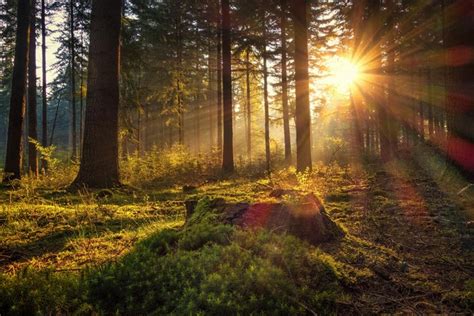 Germany Forests Morning Trees Moss Rays Of Light Sun Hd