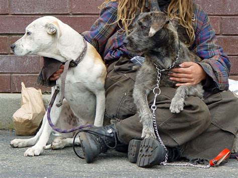 Vet Sos Spca Keep San Franciscos Homeless Pets Healthy Hoodline