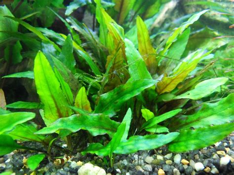 The grower only needs a portion of root with a notes: Grüner Wasserkelch cryptocoryne wendtii green - shrimpfarm ...