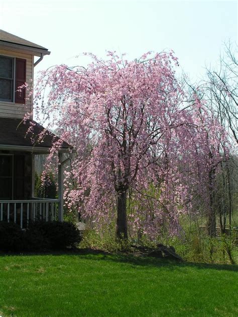 Weeping Cherry Tree Dream Garden Backyard Trees Weeping Cherry Tree