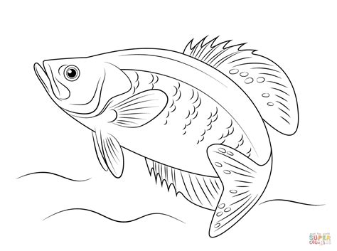 Grouper Fish - Free Colouring Pages