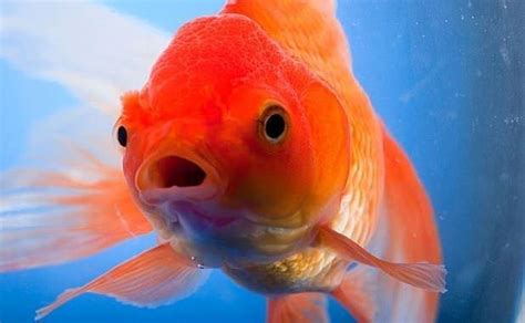 Japon Balığı Hafızası » Alışkanlık