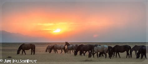 Onaqui Wild Horse Herd In The West Desert In Utah Wildlife Photography
