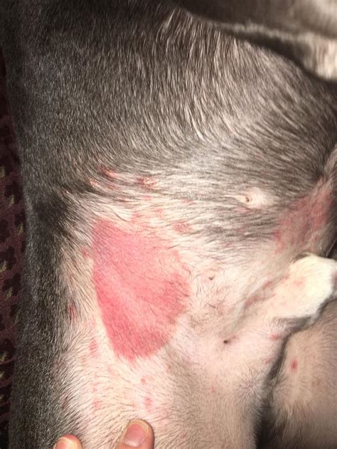 My Dog Has Had Red Patches Of Skin On His Belly For About 2 Weeks Now