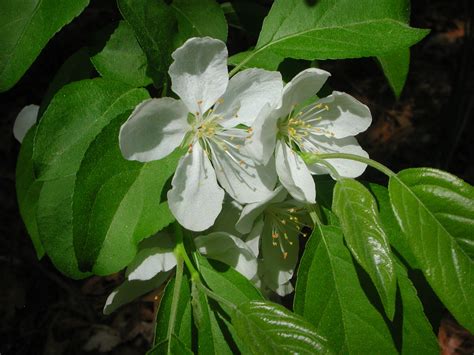White Flowers Of Crabapple Nature Photo Gallery