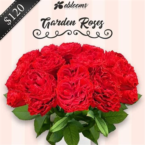 Garden Rose Red Samarcanda By Ebloomsdirect Features 40cm 50cm Stem