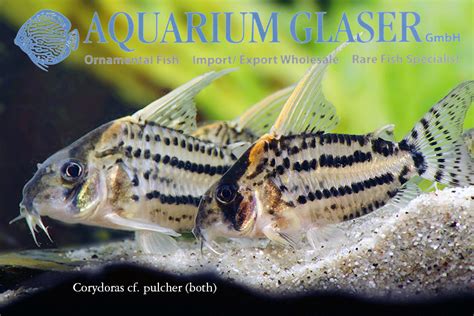 Corydoras Sp „super Schwartzi Highfin Cw 28 Aquarium Glaser Gmbh