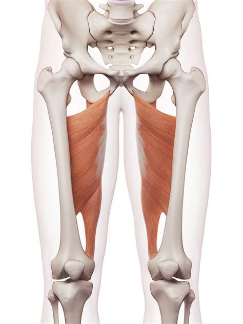 Common Muscle Problems In The Thigh And Hip Bakewell Osteopathy Clinic
