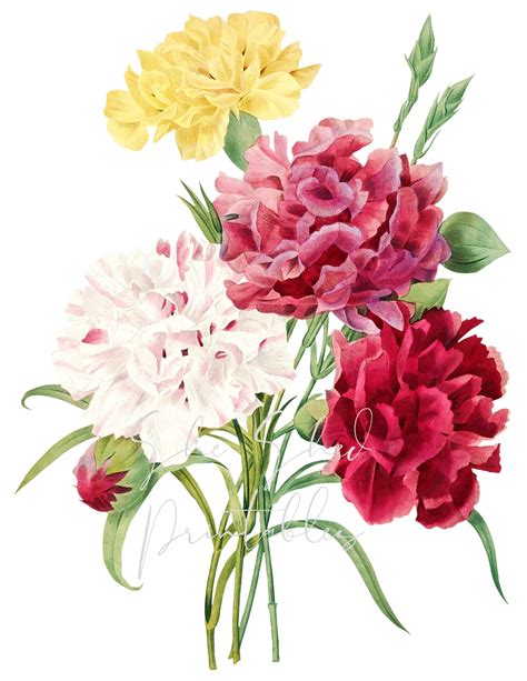 Flower Bouquet Of Carnations Digital Download Image Etsy