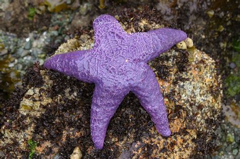 Purple Sea Star Andrew Castellano Flickr