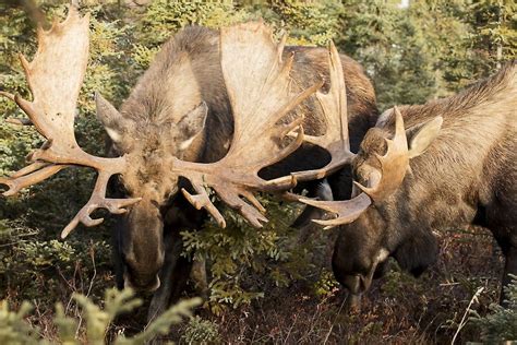 Close encounter with a monster moose. Bull moose play fighting during rutting season in the ...