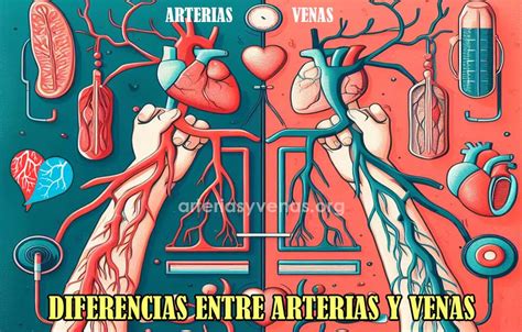 Diferencia Entre Arterias Y Venas Lo Que Debes Saber