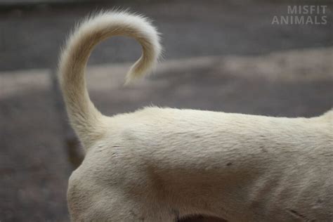 Bumps And Lumps On Dogs Tails 7 Causes And Treatment