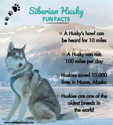 Siberian Husky Breed Info My Happy Husky