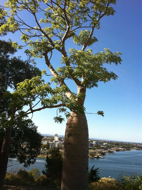 Boab Tree Kings Park Perth Kings Park Perth Pictures Of Beautiful
