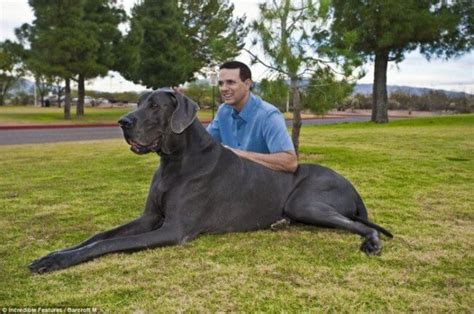 28 Pictures Of The Biggest Dogs In The World You Wish You Owned