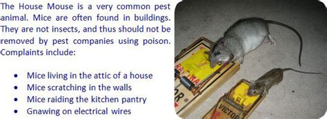 Information And Facts About The House Mouse