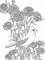 Coloring Peony Flower Flowers Printable sketch template