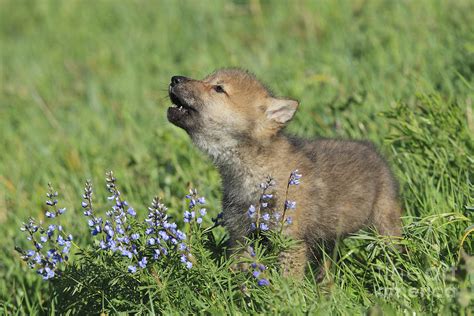 Gray Wolf Cub Canis Lupus Photograph By M Watson Pixels