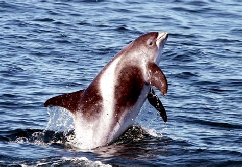 White Beaked Dolphin Ocean Treasures Memorial Library