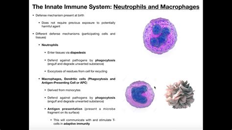Physiology Of Neutrophils Macrophages And Dendritic Cells Youtube