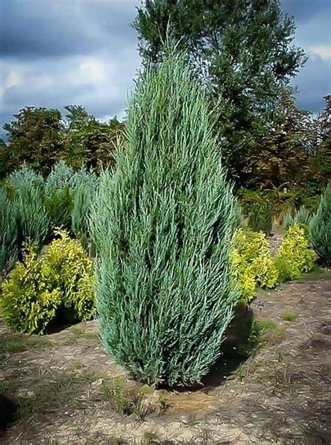 Narrow Evergreen Trees Are A Must If You Want Privacy And Year Round