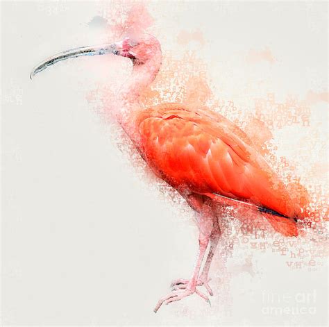 Scarlet Ibis Eudocimus Ruber Photograph By Humourous Quotes