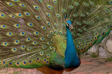 India Wild Life The Peacock
