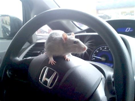 Mice In Car How To Prevent Mice From Hitching A Ride
