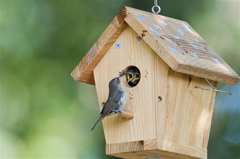 use the right shelter to attract birds to your yard trendradars latest